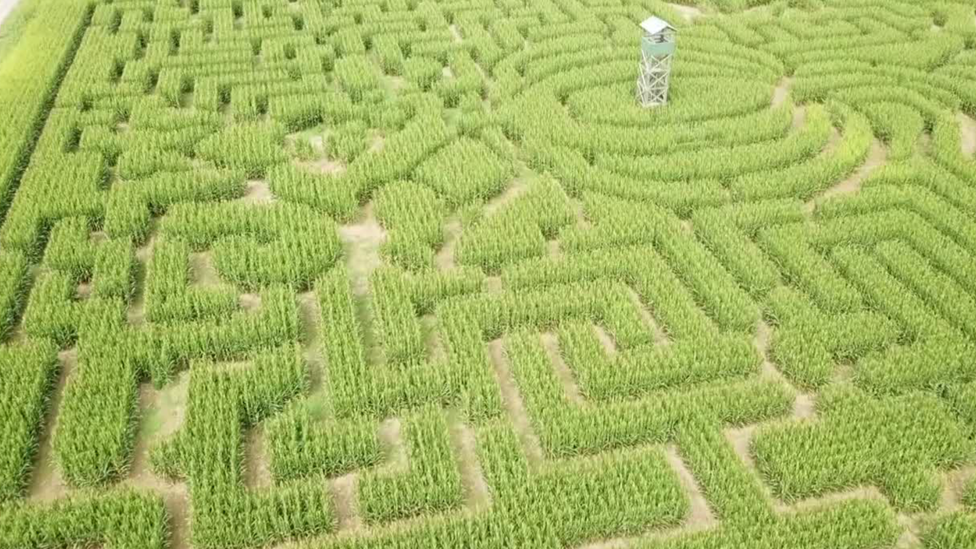 This year's corn maze theme at Mazezilla is "Spooktacular 2020."