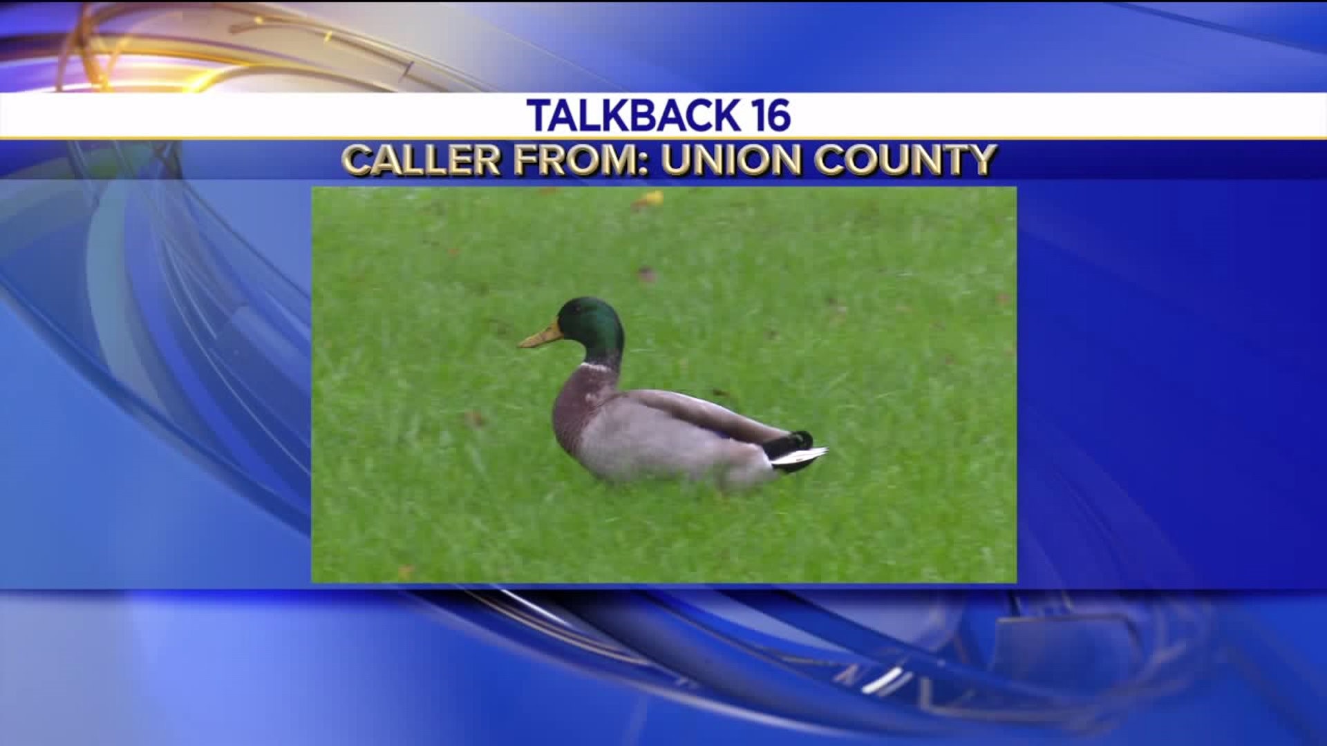 Talkback 16: Wet Weather, Dead Ducks