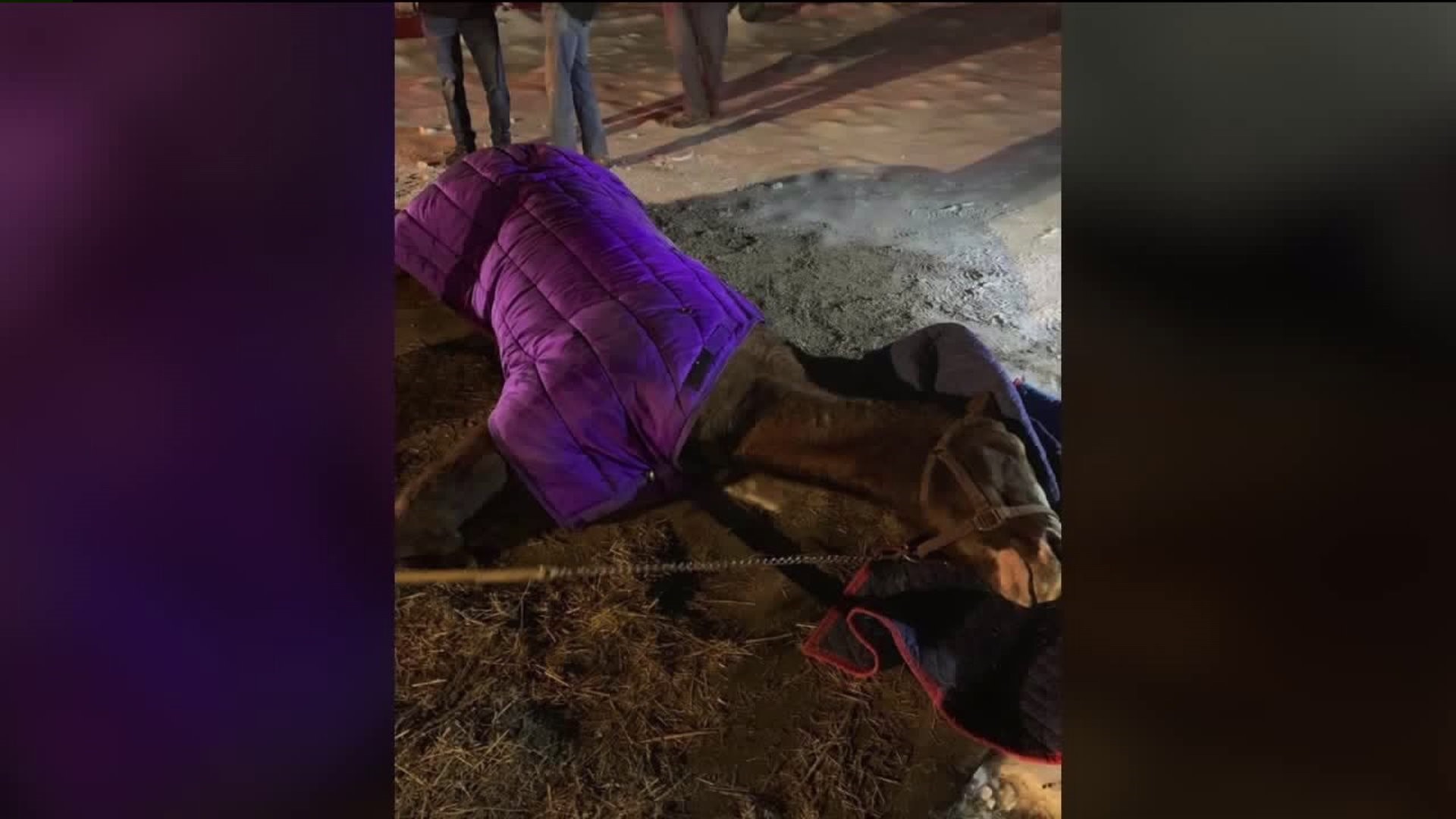 Volunteers Help to Save 'Legacy' the Horse