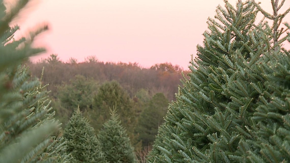 Most Popular Christmas Tree Type? Depends Where You Live
