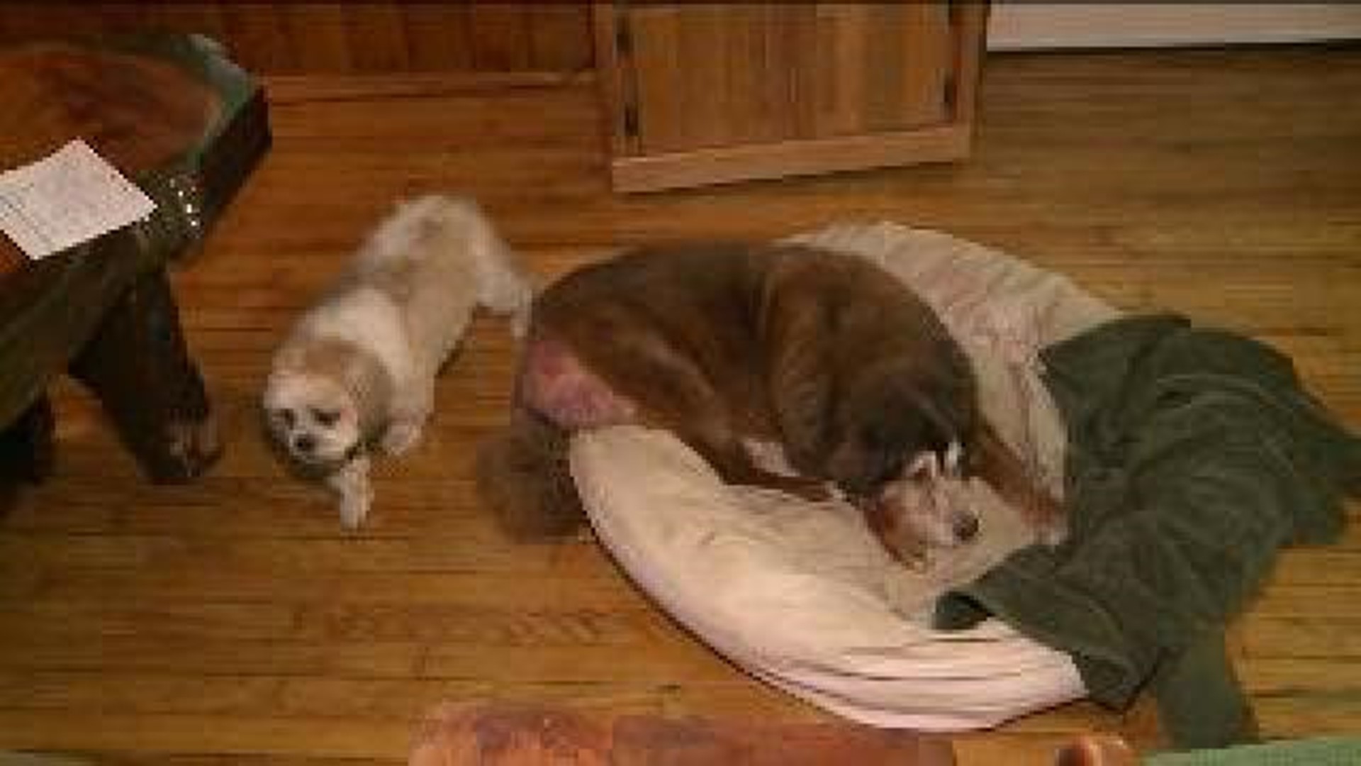 Families Search for Owner of Dogs that Allegedly Attacked People, Pets