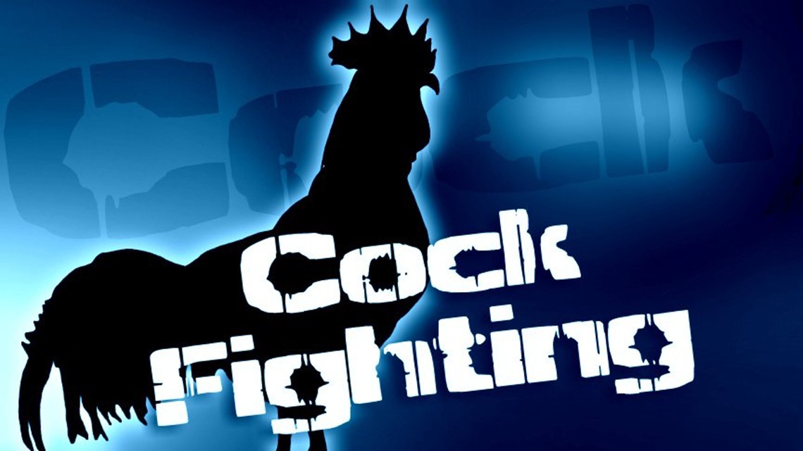 Roosters in the Post Office Lead to Hazleton Cockfighting Ring