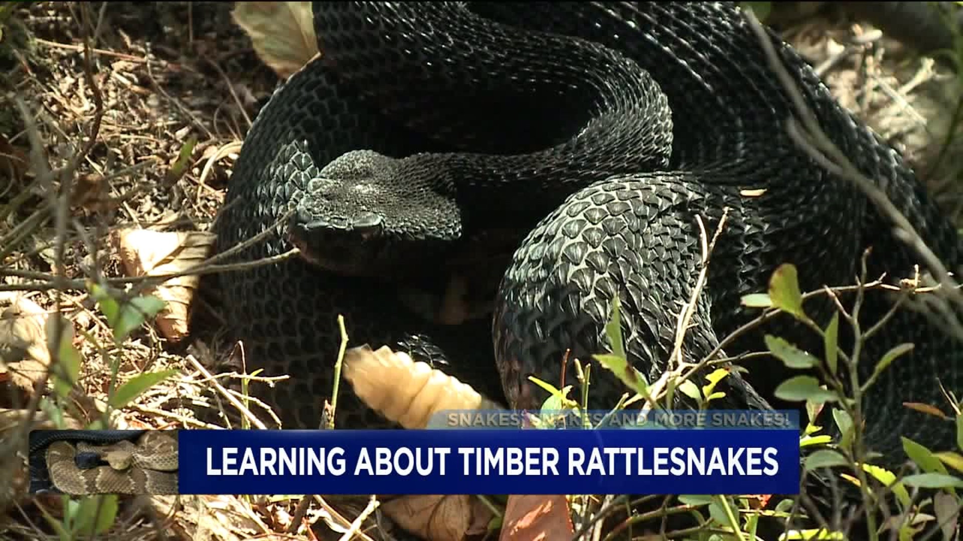 Get Up-Close with a Timber Rattlesnake