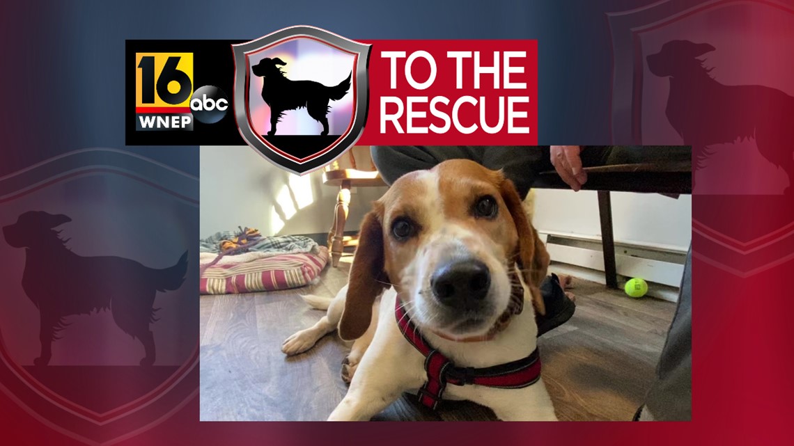 Cat Rasure Bo 16 To The Rescue: Bo | wnep.com