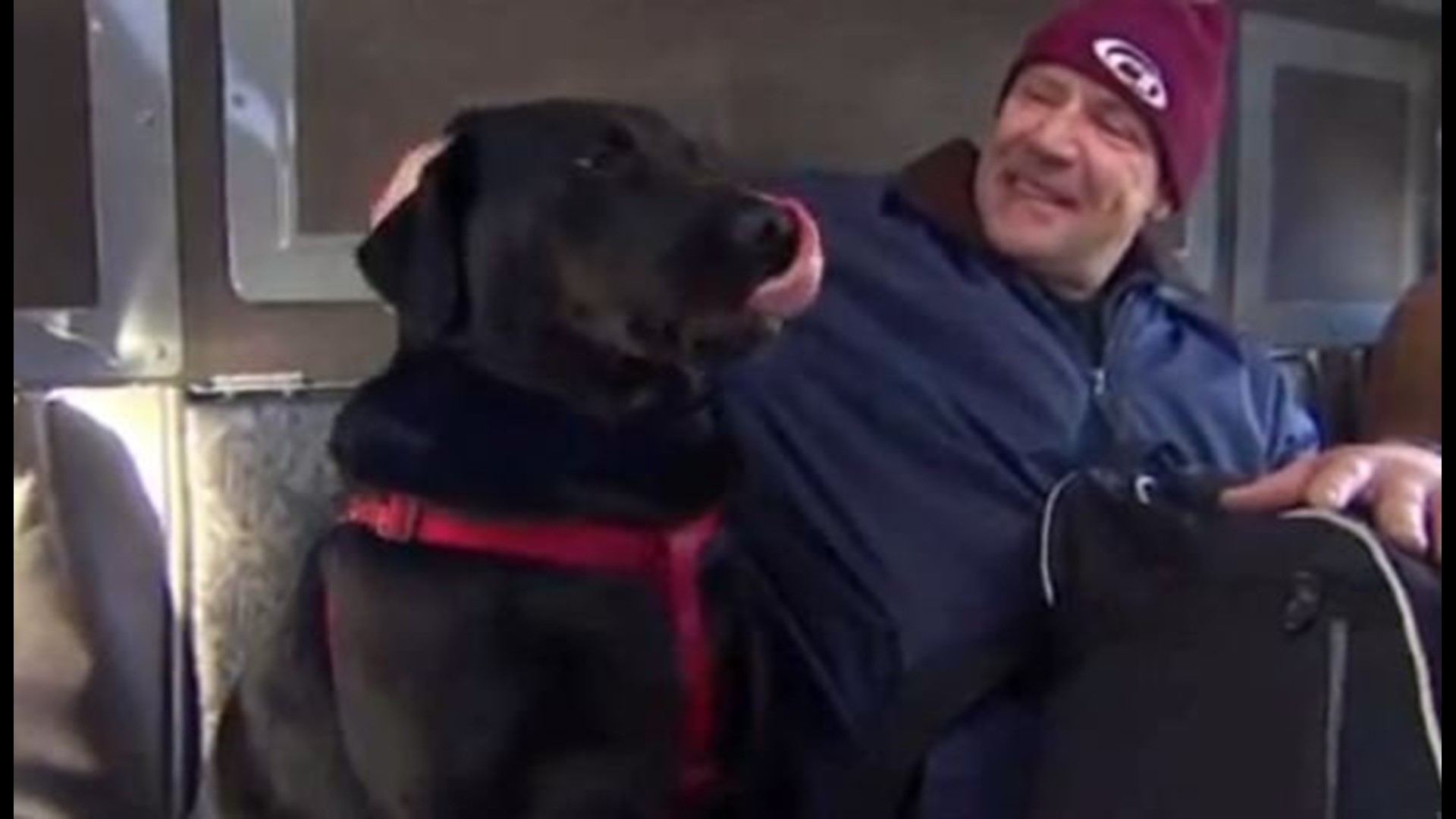 Dog Takes Bus to Dog Park… Alone