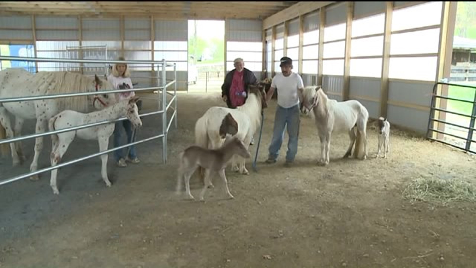Carbon County Farm Welcomes Three New Horses