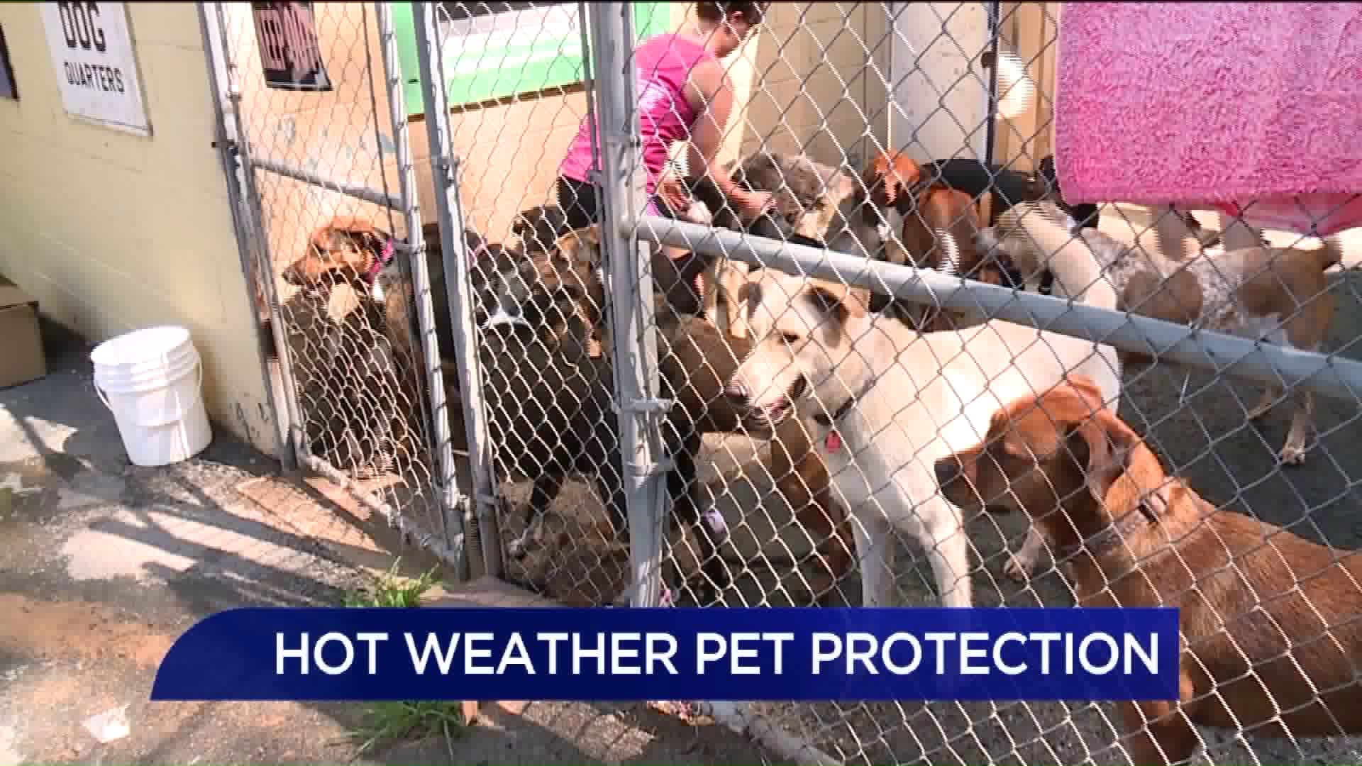 Many Pet Owners Happy About New Animal Cruelty Laws Amid Hot Weather |  