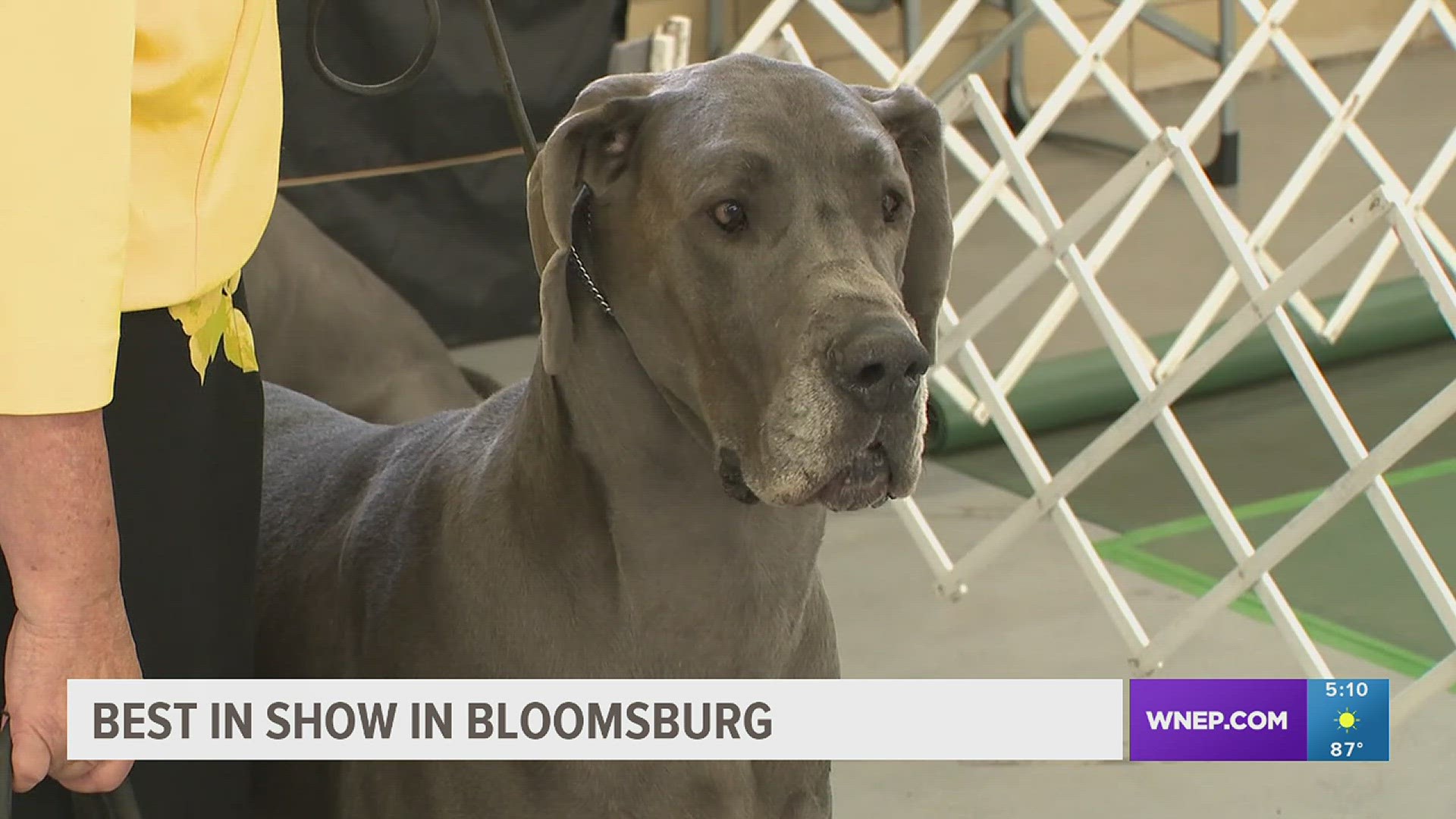 Bloomsburg Fairgrounds hosting Mountain Laurel Dog Show