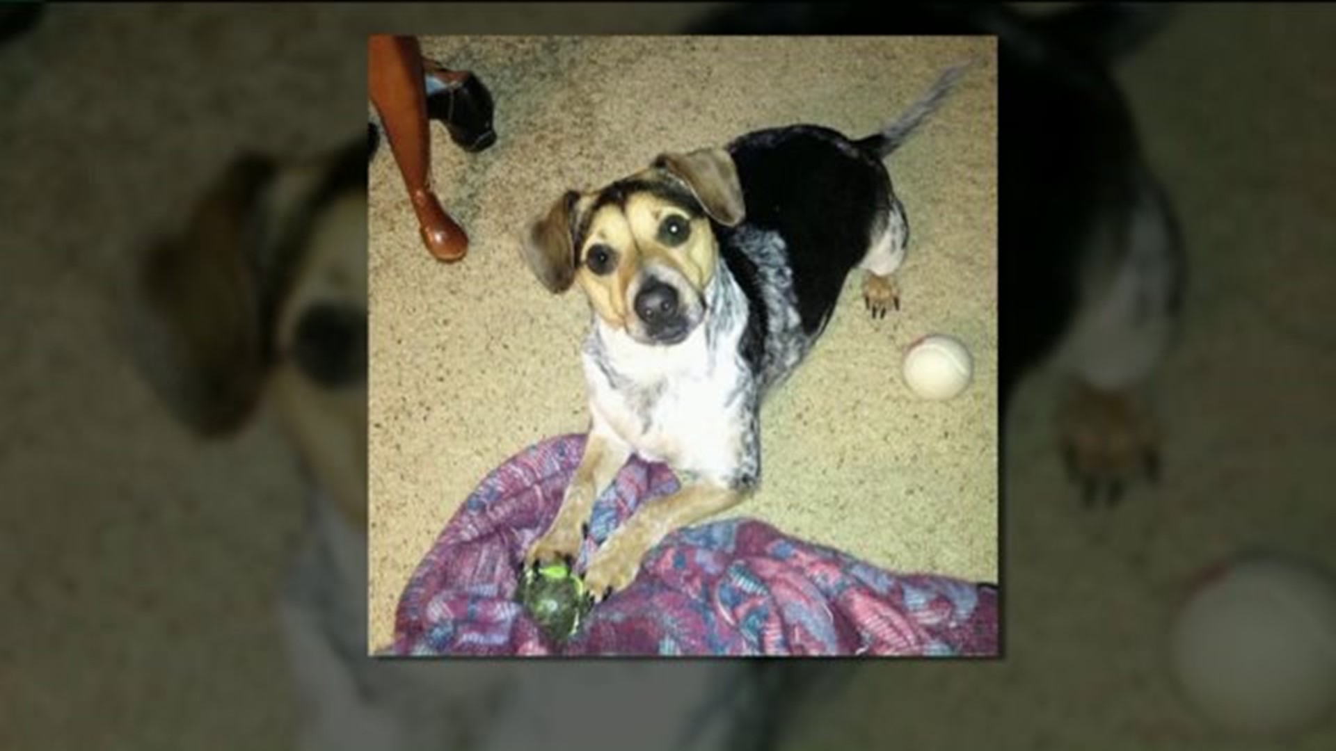 Pet Dog Shot in Wayne County