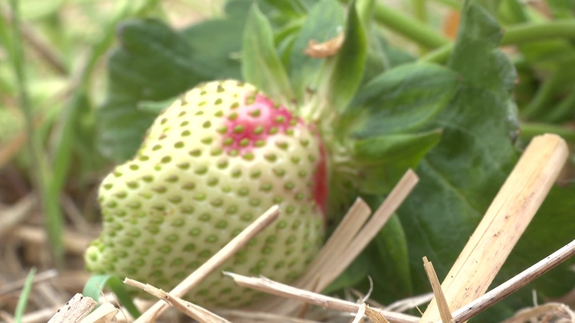Getting ripe at strawberry patch near Lehighton