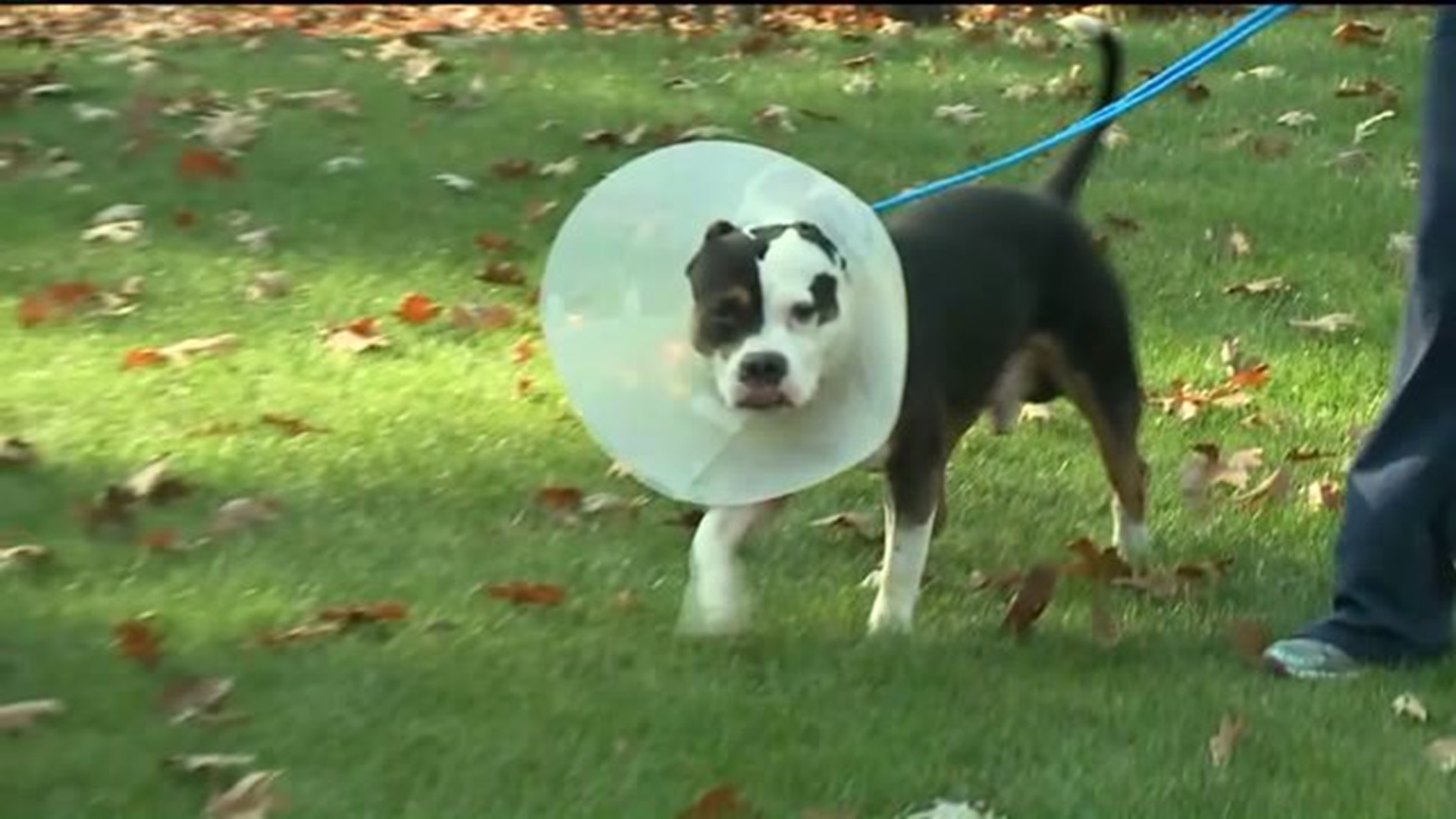 Dog Shot in Pocono Home Invasion Recovering