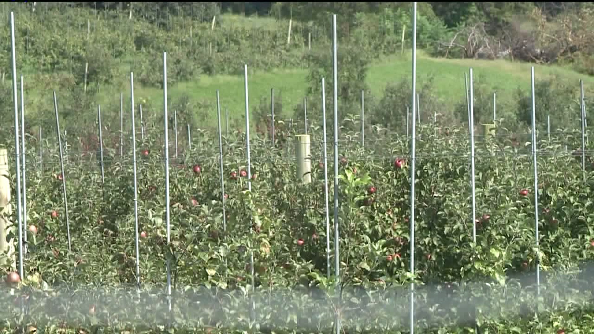 Local Farmer Says Heavy Rainfall Was Hard on Apples