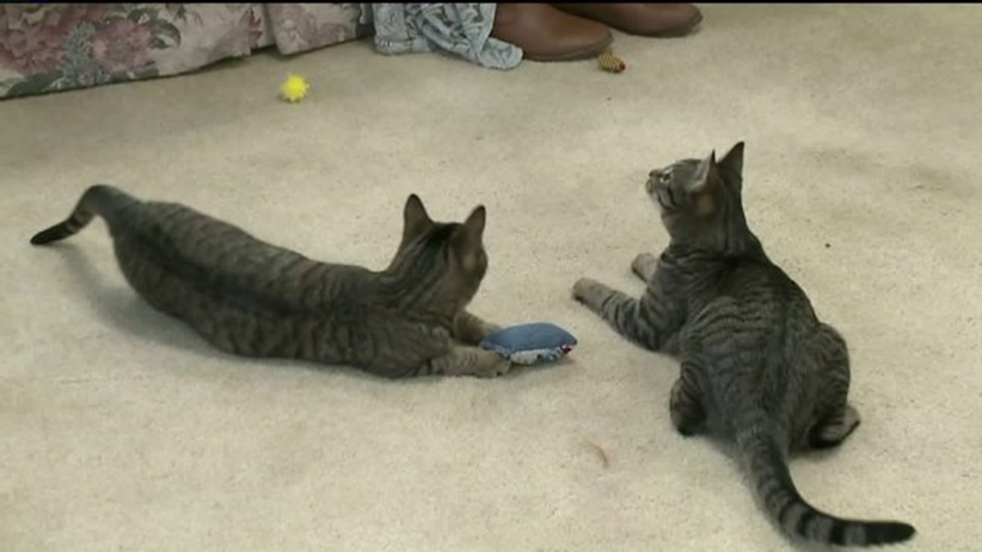 Cat Cafe Unites People, Felines in Bradford County
