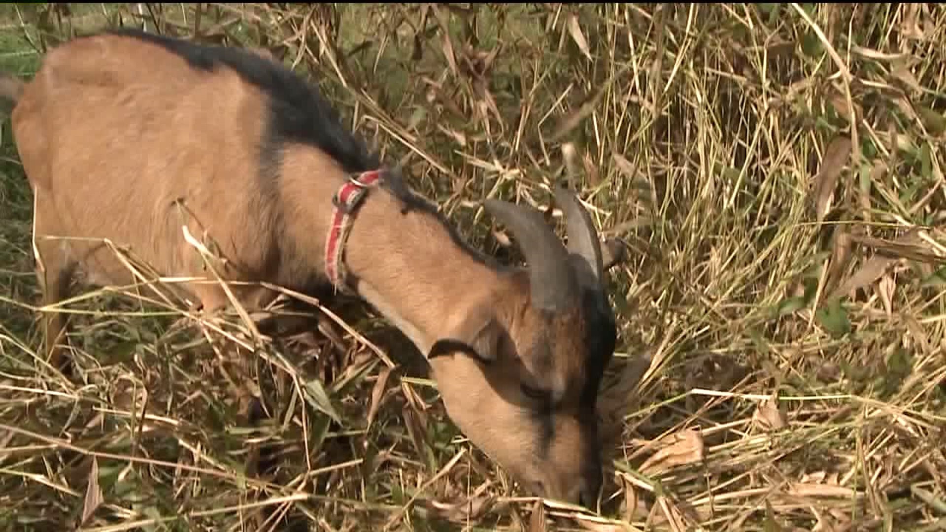No Kidding! Goats Clean Up Cemetery