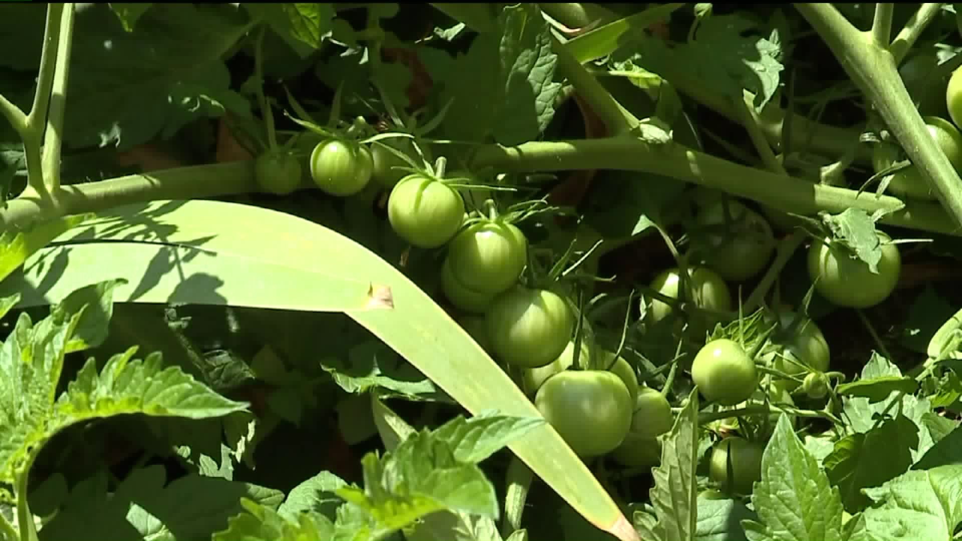 Lewisburg`s Largest Tomato Plant?