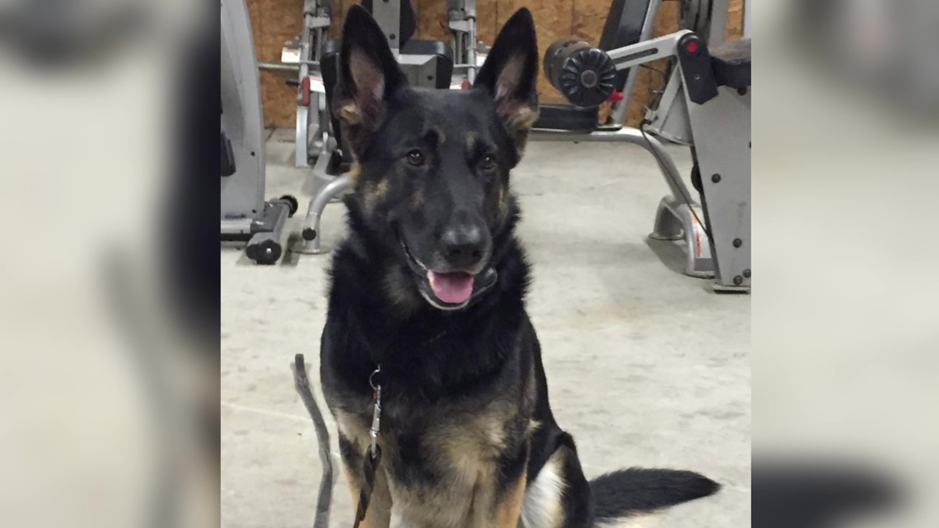 A fundraising effort is underway to help the Pittston police replace K-9 officer Blitz when he retires.