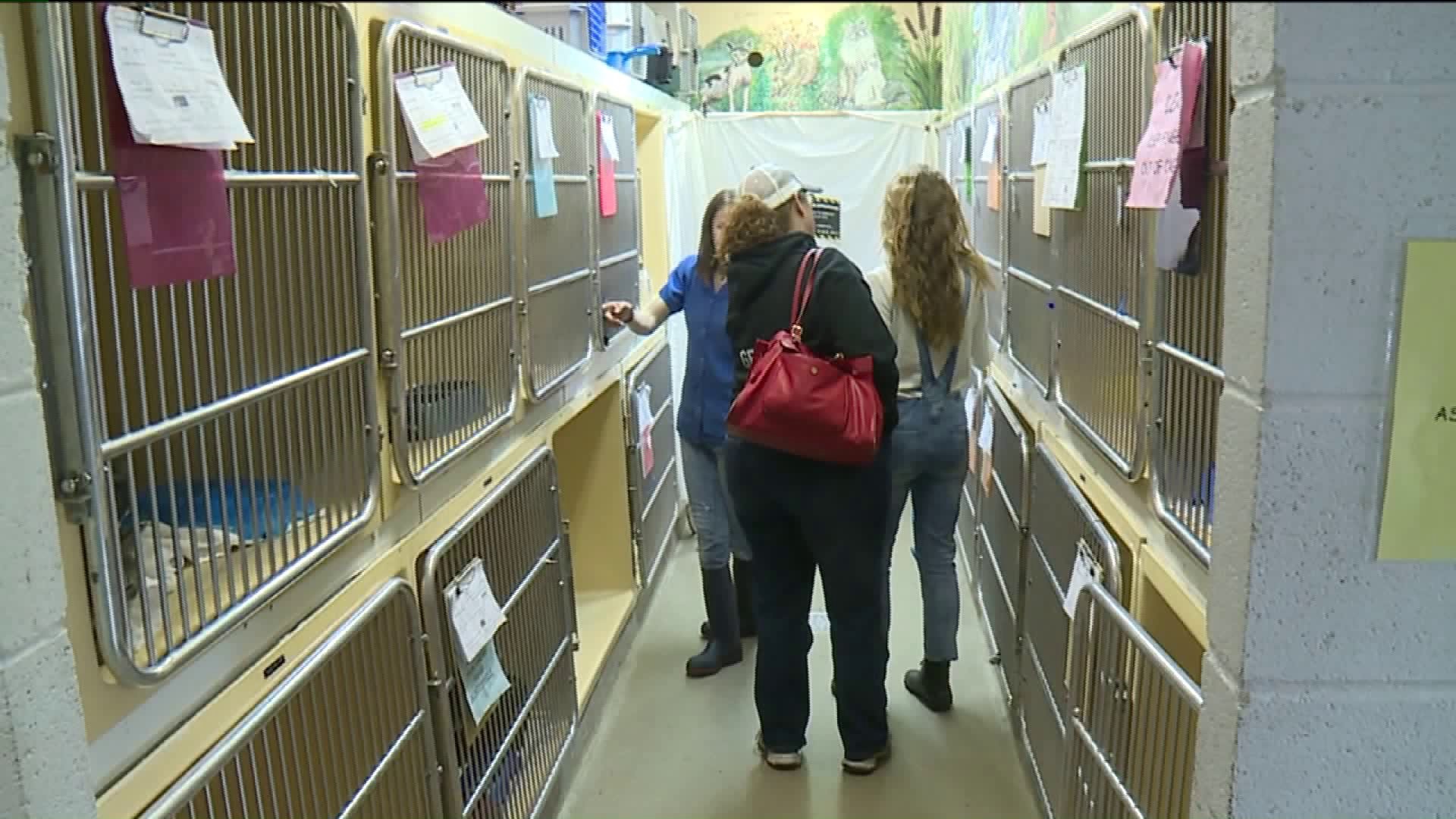 Animal Shelter Expansion: No Humans Allowed, For Now