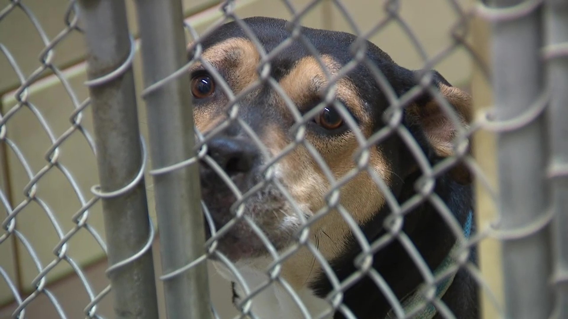 Dog kennels at an animal shelter in the Poconos are full and volunteers are looking to find all kinds of pups their fur-ever homes.