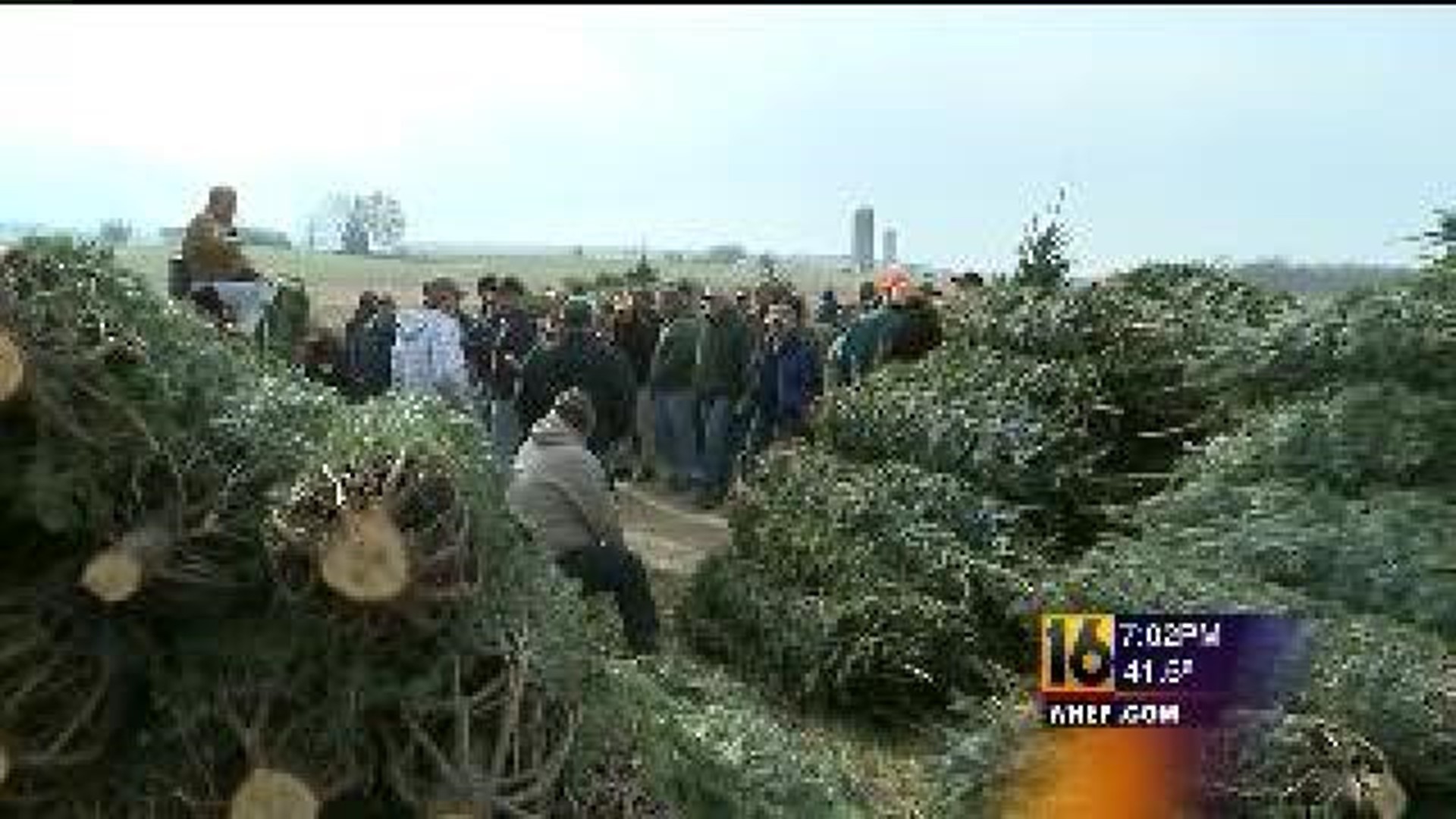 80,000 Christmas Trees Auctioned Off