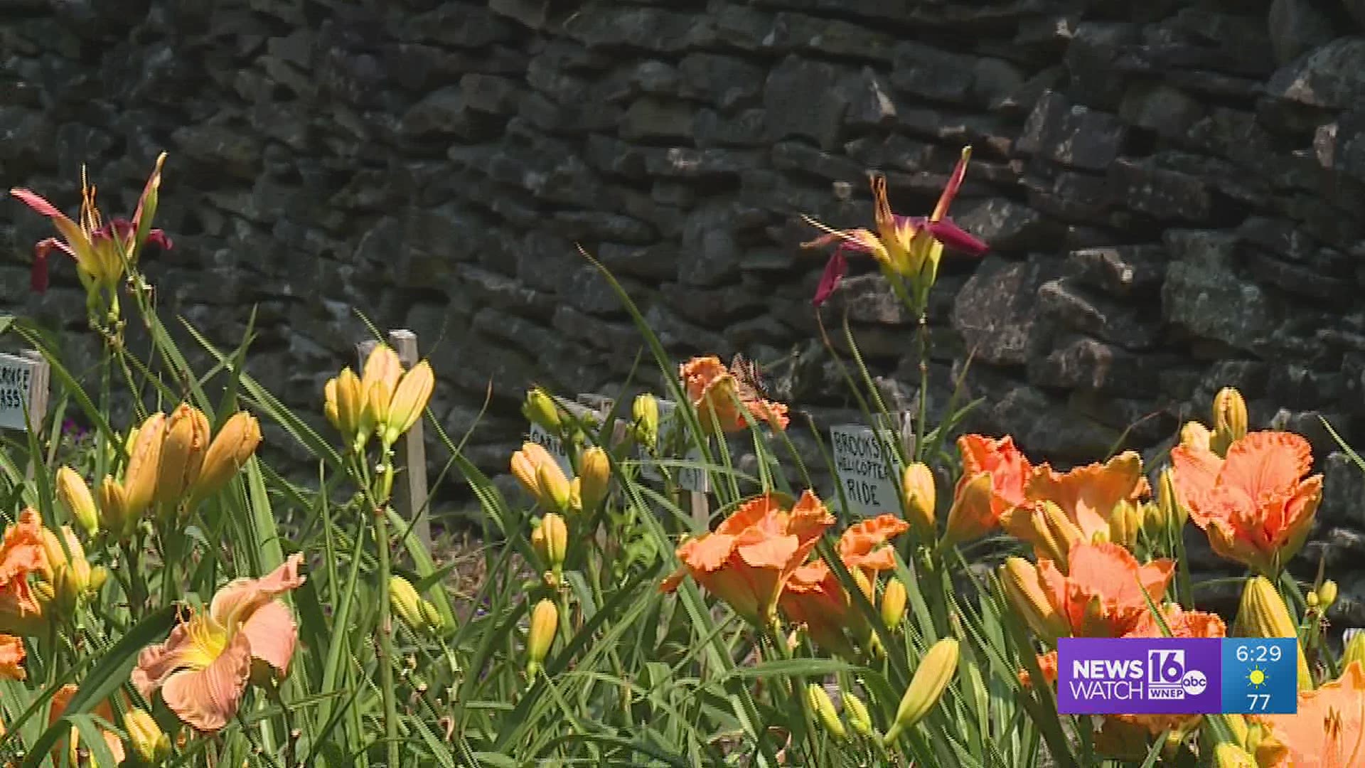 Owners of a daylilly farm in Susquehanna County shared their flowery vision with Newswatch 16's Jon Meyer.