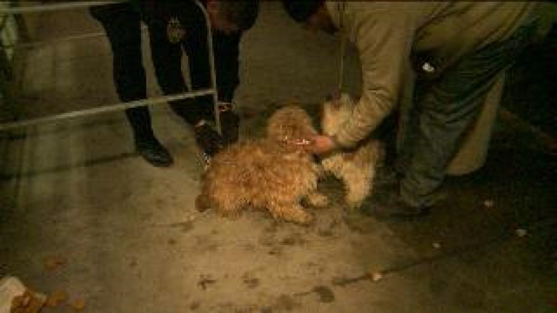 Two Dogs Found Chained to Railing