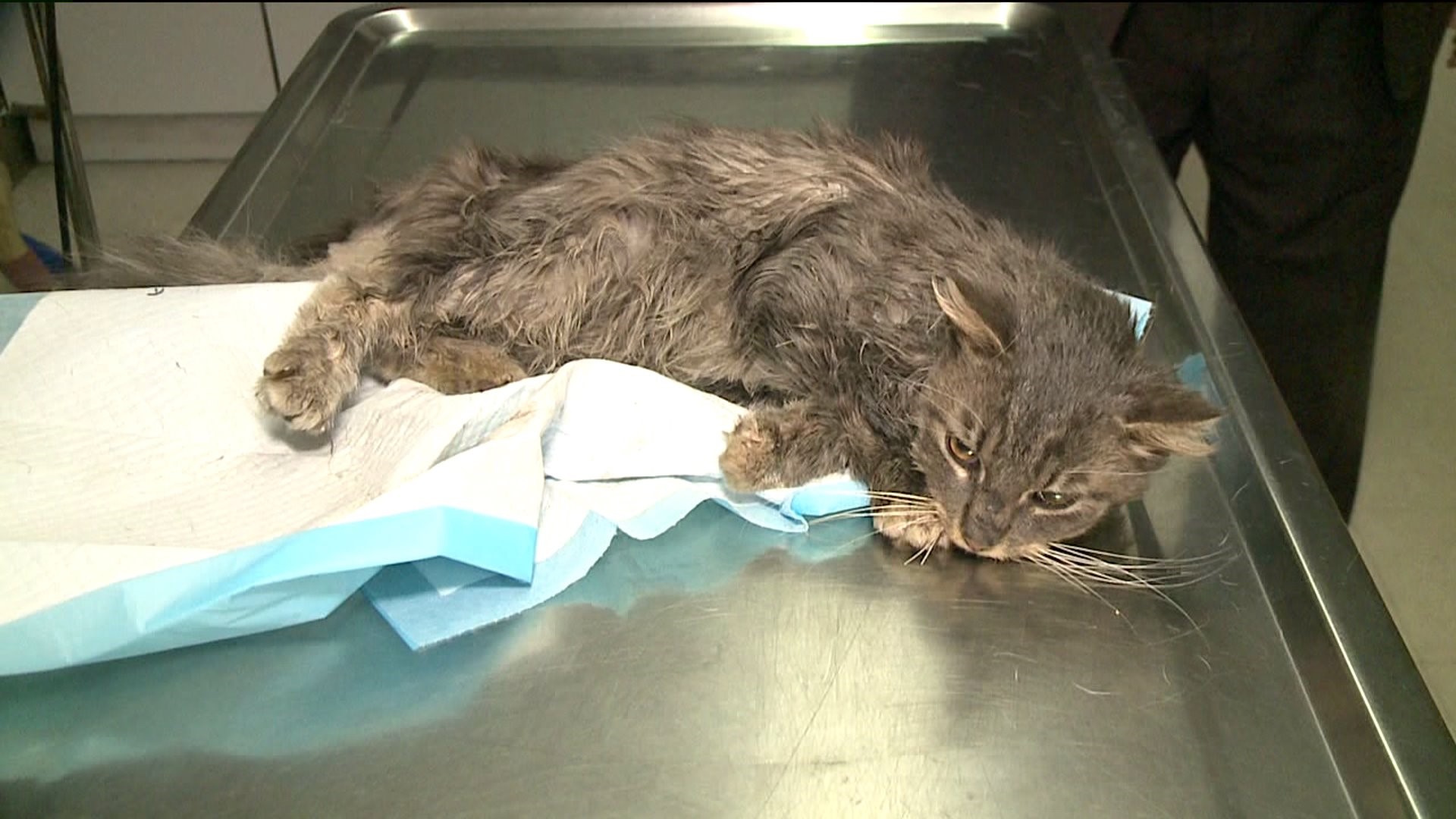 Animal Rescue Group: Cats Fed with Baited Fish Hooks