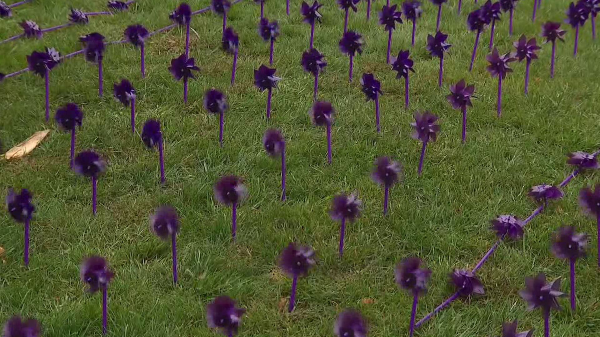 October is National Domestic Violence Awareness month. Monroe County Women's Resources Center put over 950 pinwheels out to represent domestic violence survivors.