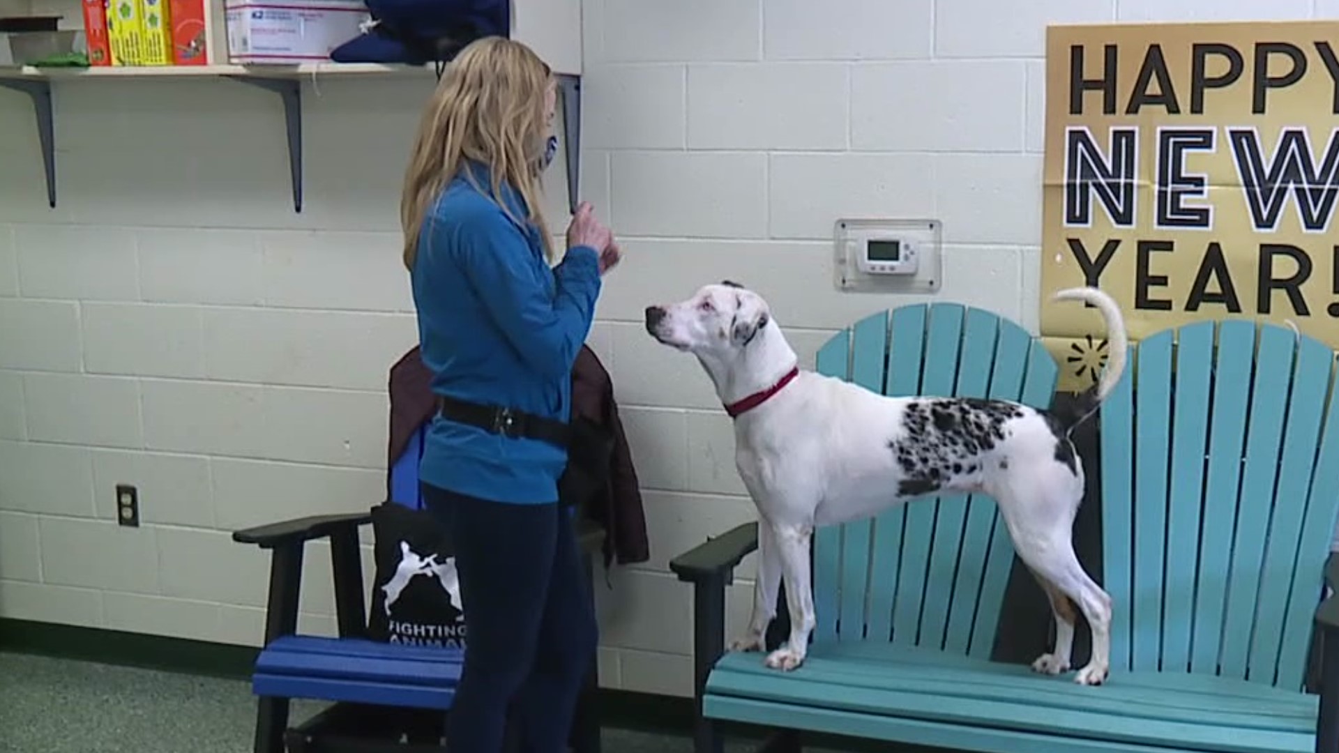 Rochelle Scudder volunteers at the Lycoming County SPCA and is currently training a dog that cannot hear.