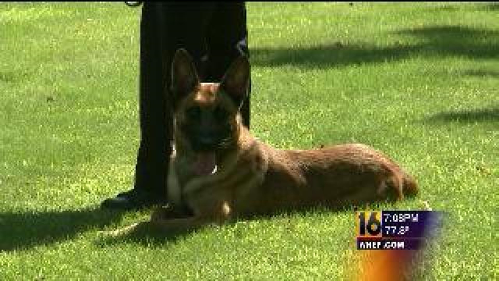 Police Dogs Train for Reality