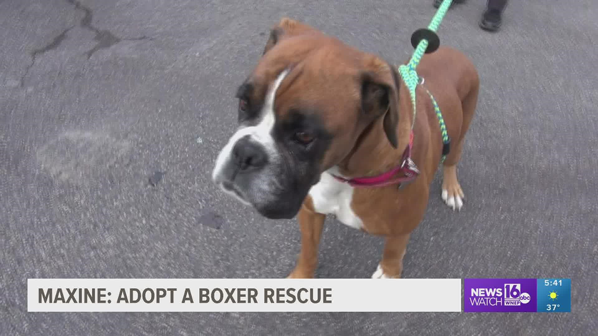 This week, we meet a 4-year-old boxer currently being fostered in Luzerne County by a family who loves her so much, they even thought about keeping her.