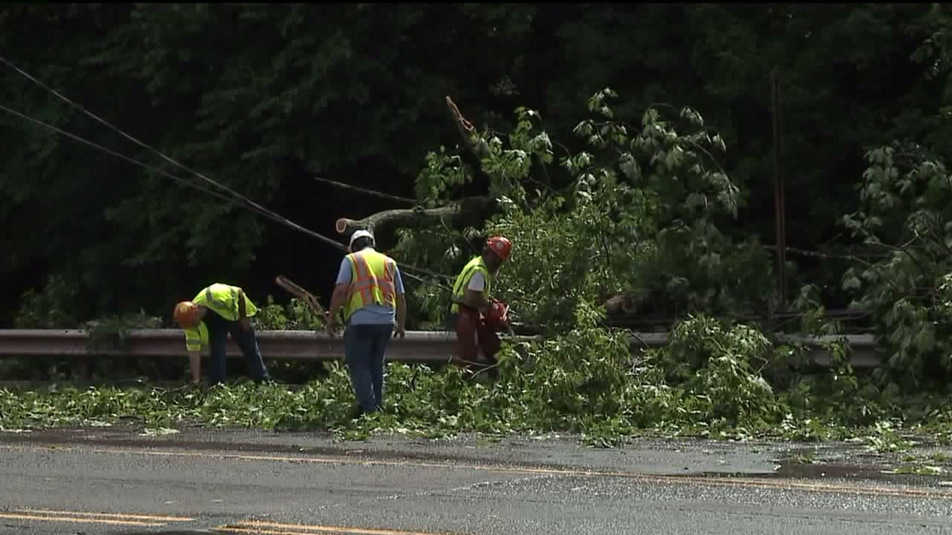 Fallen Tree Disables Traffic Lights in Luzerne County