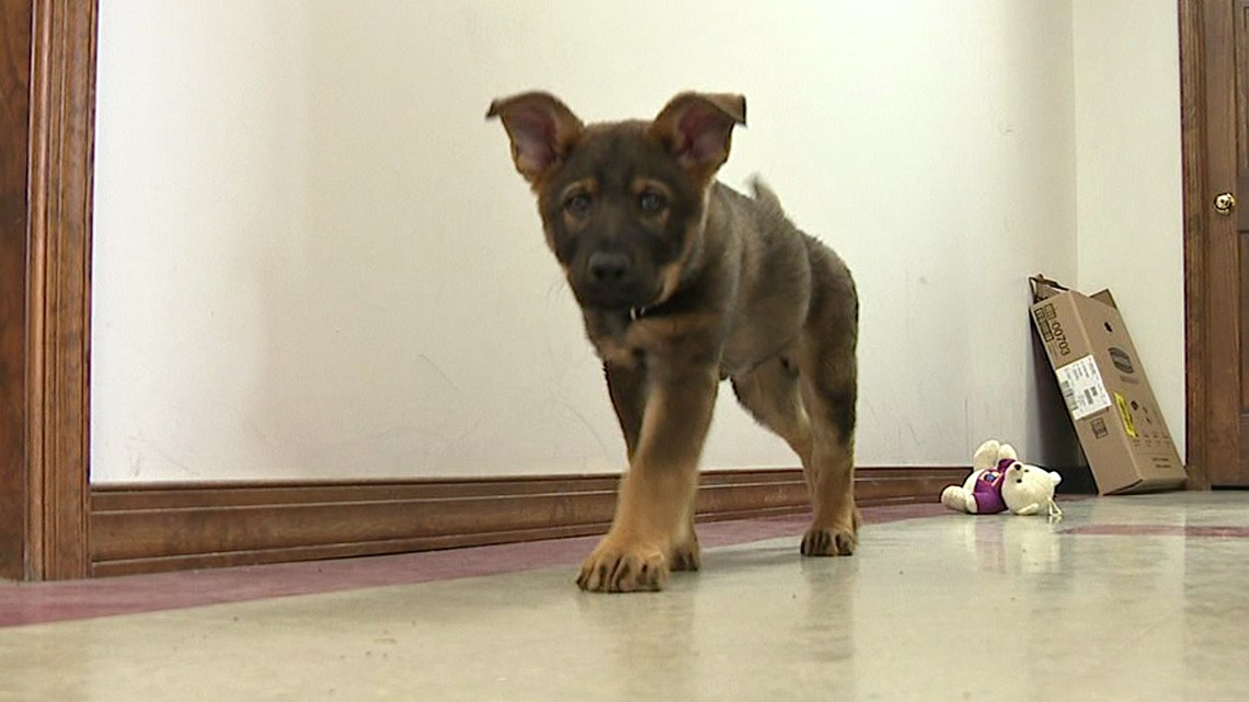 Puppy partner Olyphant police training K9 officer