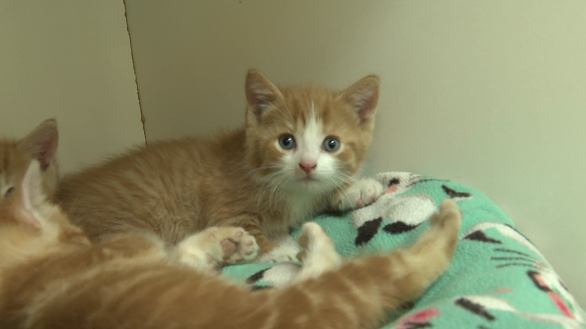 Kitten season might sound cute, but it puts a lot of stress on workers at animal shelters.