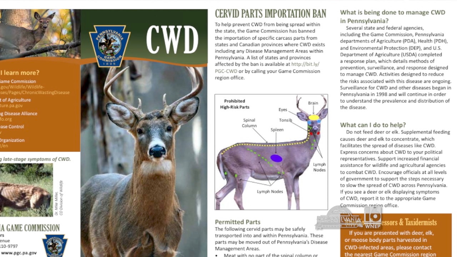 Learn the steps to prevent the spread of CWD.