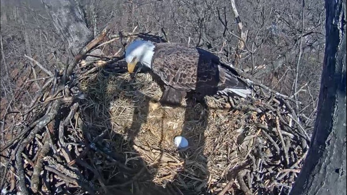 Watch Live: Pennsylvania Game Commission Eagle Cam | wnep.com