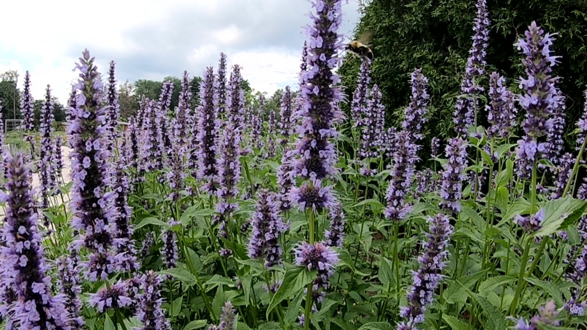 A new project at the Arboretum at Penn State is creating quite a buzz.