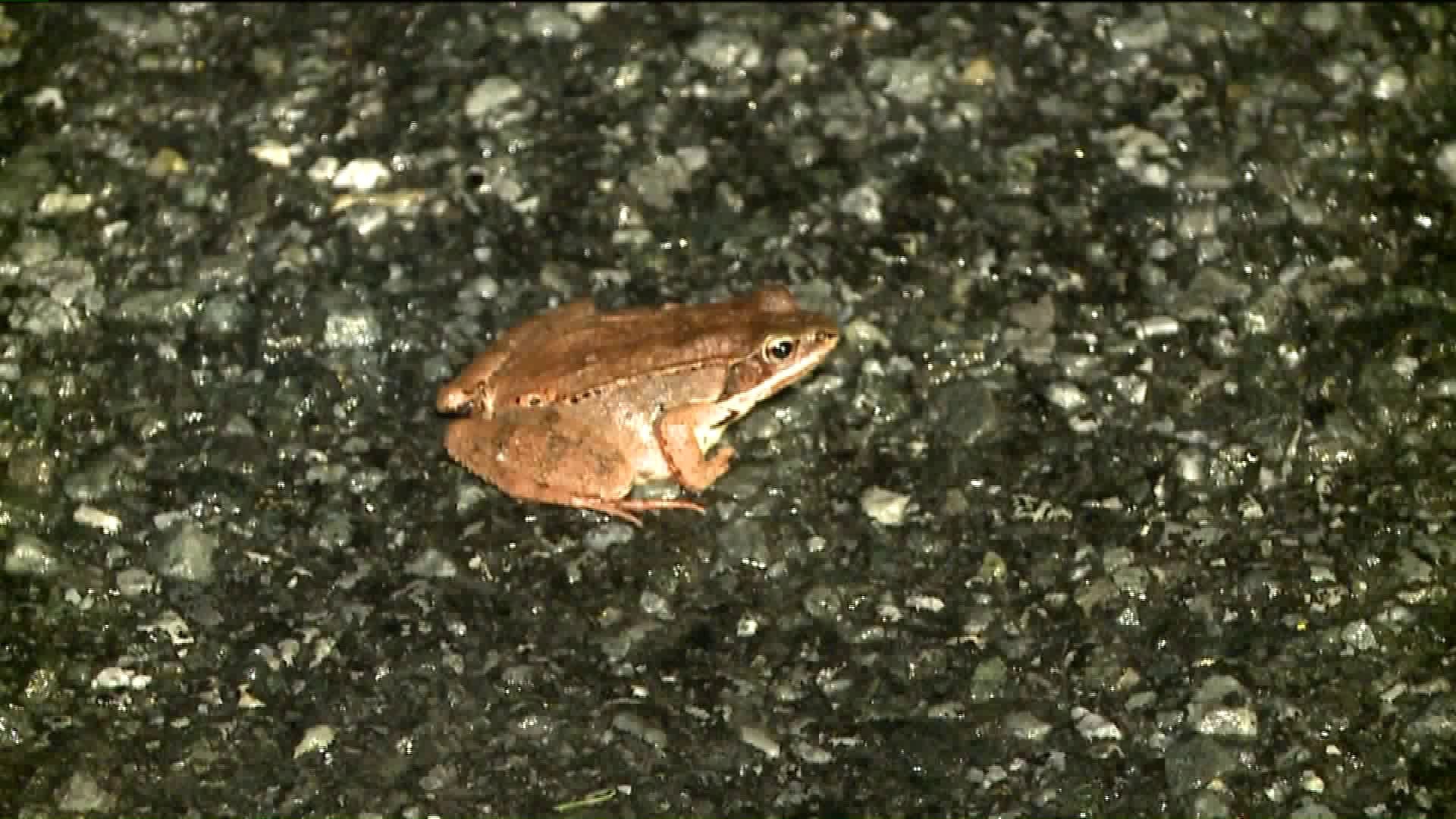 Lovesick Amphibians Close Road in Poconos