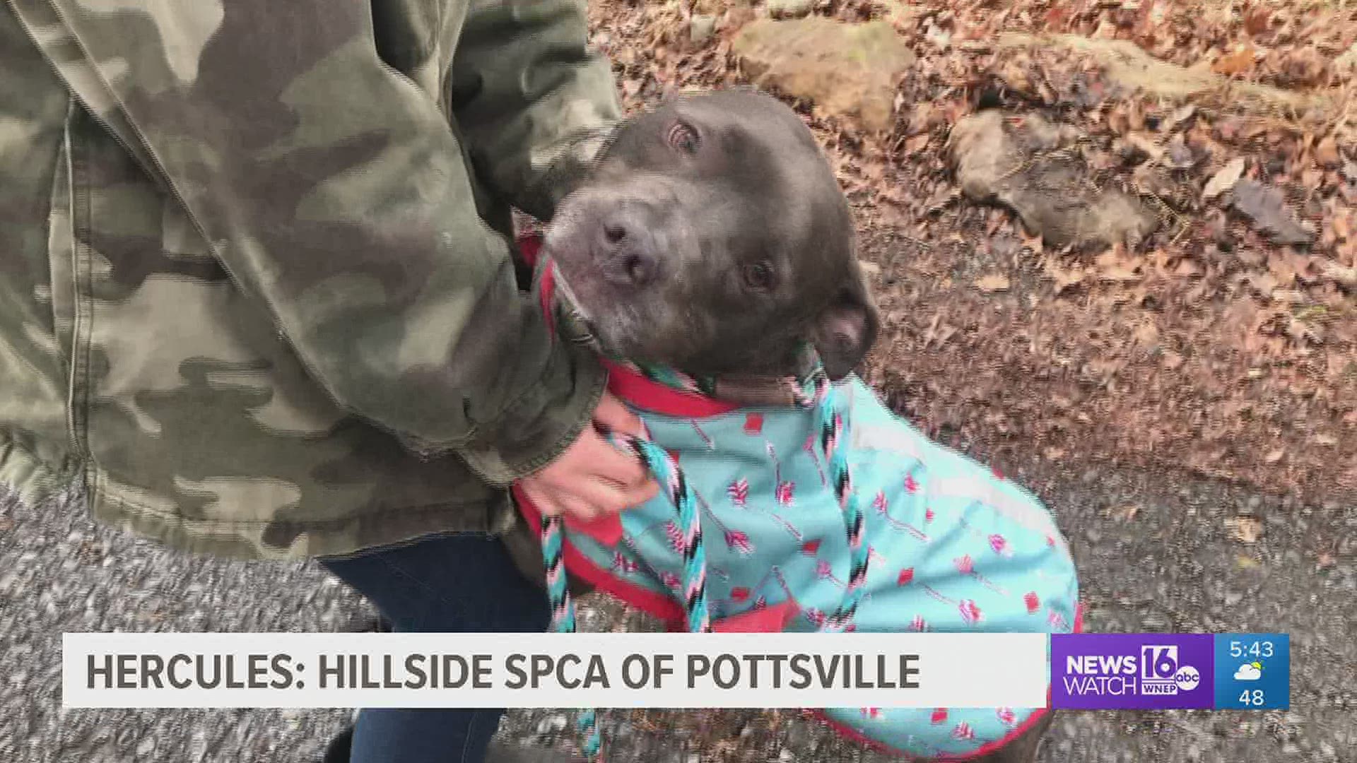 This pit bull mix at Hillside SPCA is looking for a forever home.