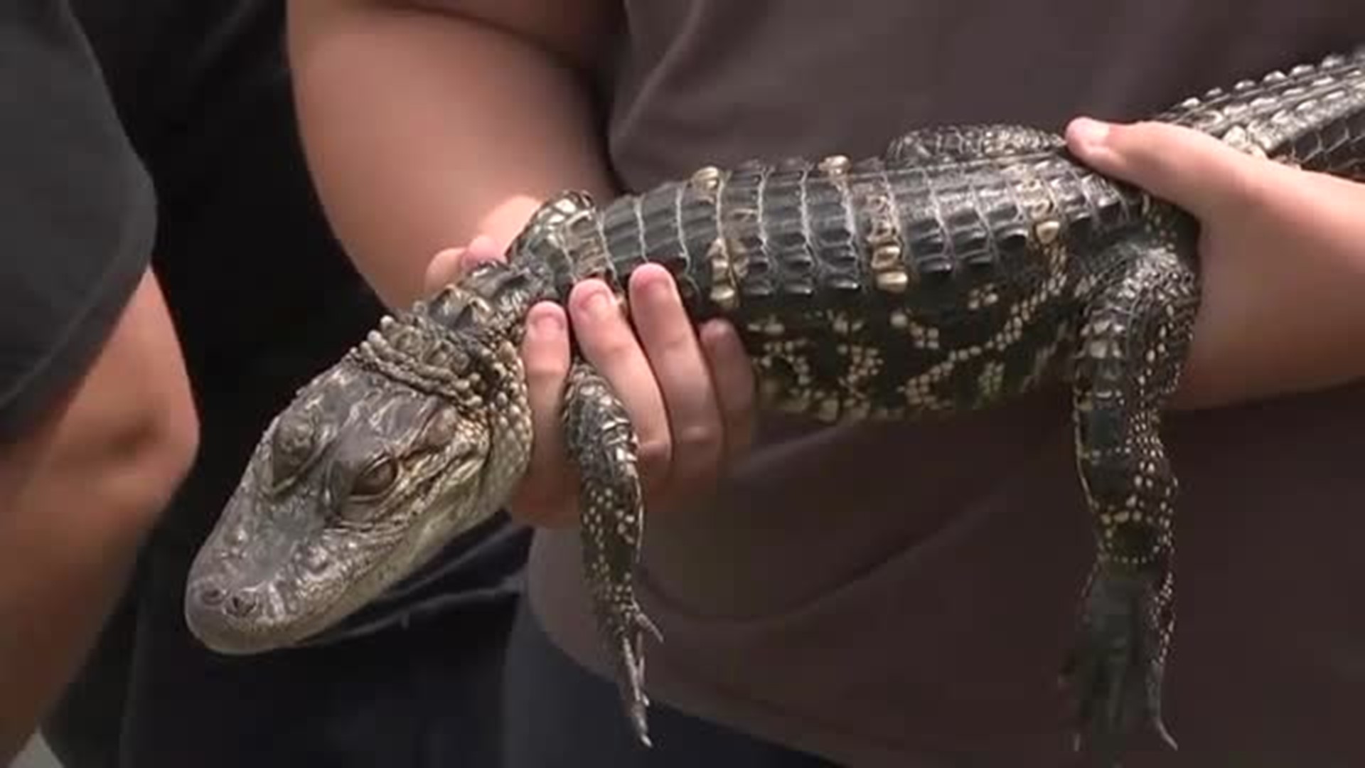 Gator Found in Pennsylvania Creek