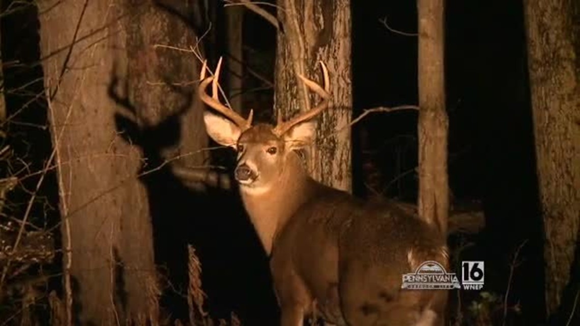 Deer Spotlighting with the Pennsylvania Game Commission