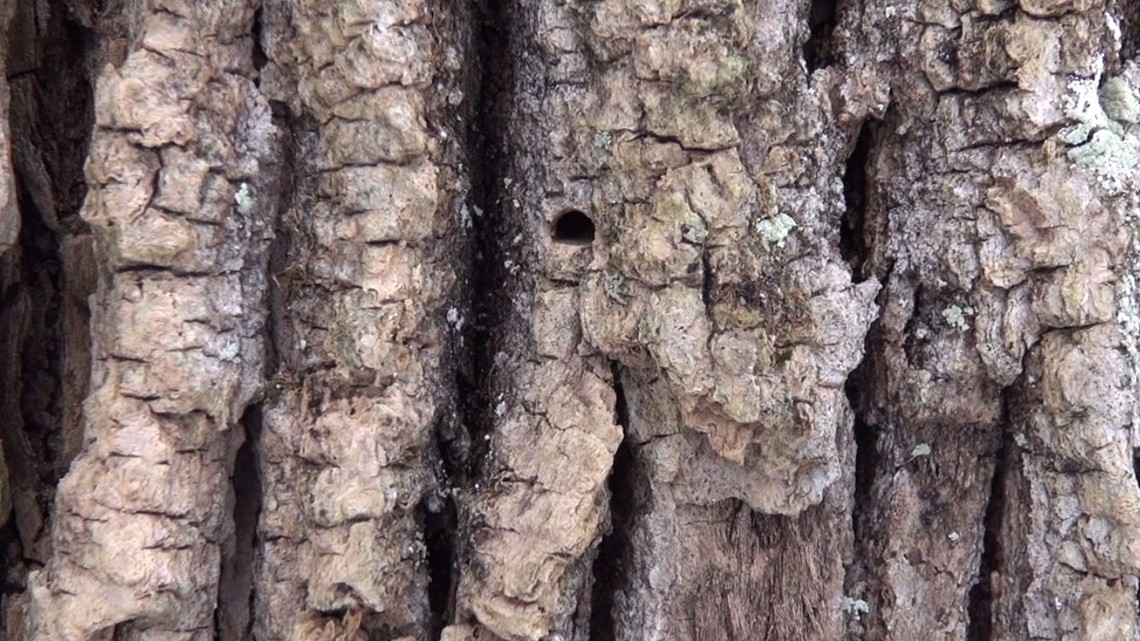 Power To Save: ‘A Preventative Project’ to Save Ash Trees from Invasive ...