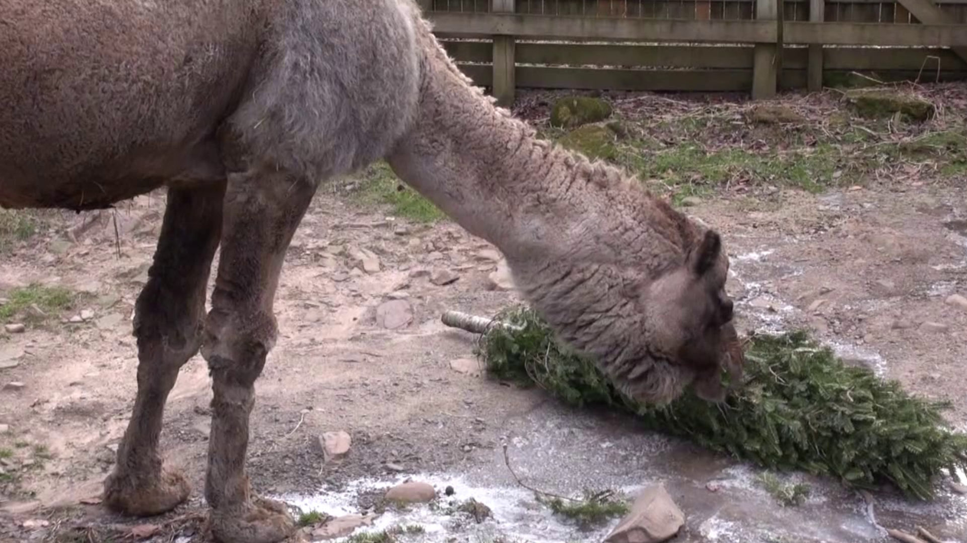 Claws 'N' Paws Wild Animal Park collects the trees every year. Last year it received more than 500 donated trees.