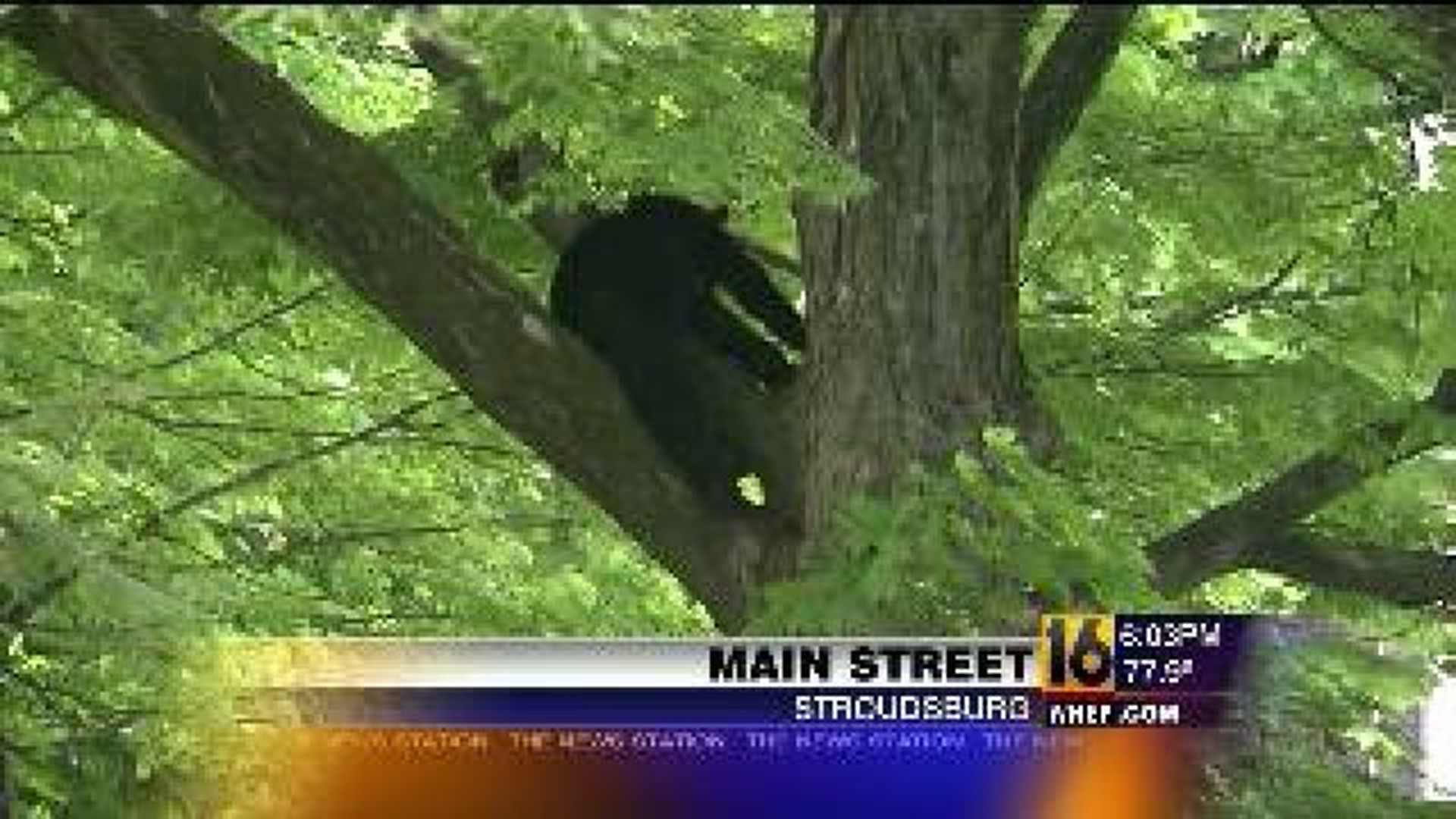Bear in the Borough