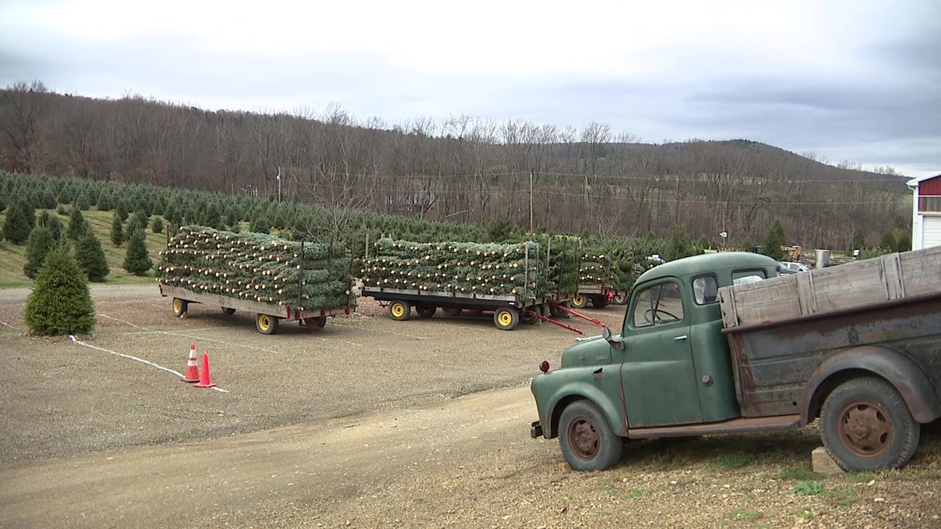 A Christmas tree farm in Carbon County is getting ready to welcome guests this upcoming weekend.