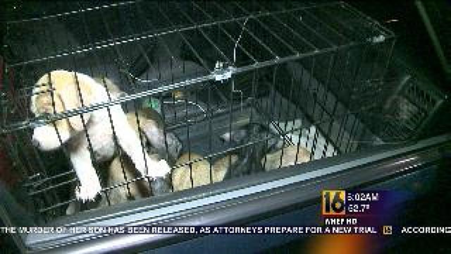 Puppies Removed from Home in Wayne County