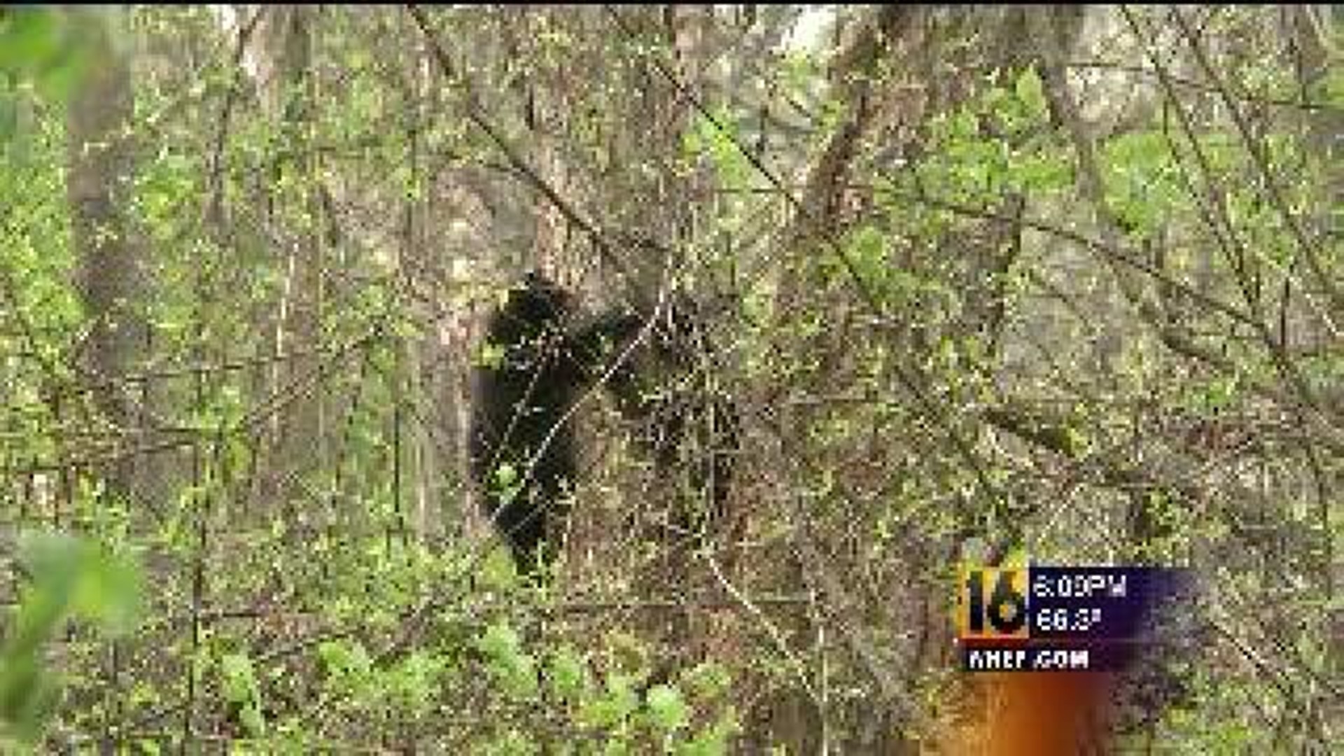 Bears Visit Park, Food Blamed