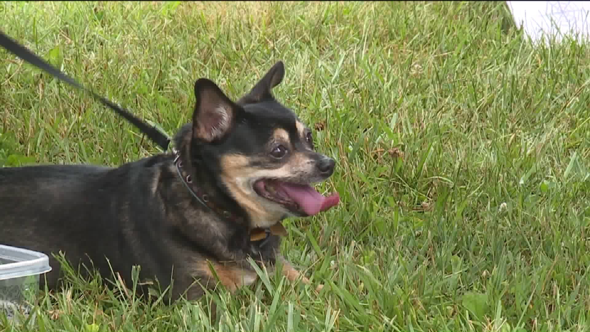 Grand Opening for New Dog Park in Archbald