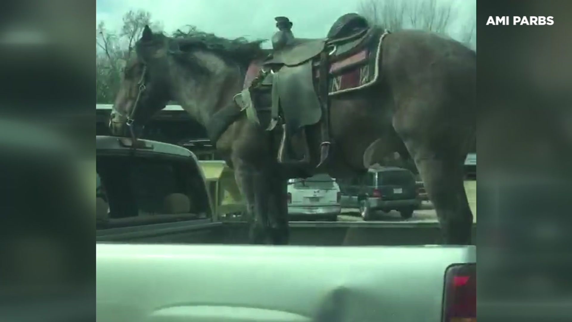 Driver Captures Video of Horse Riding in Back of Pickup Truck on Texas Highway