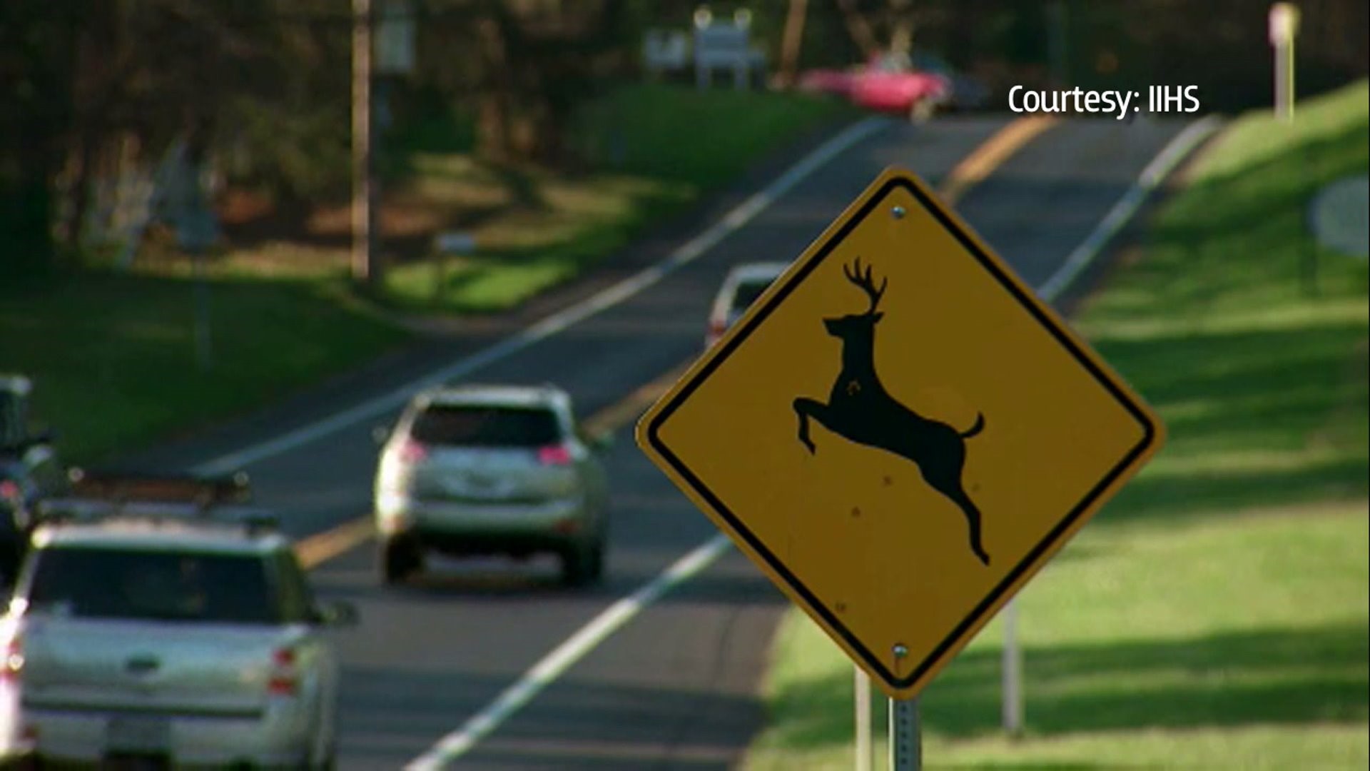 Deer-Related Crashes Rising
