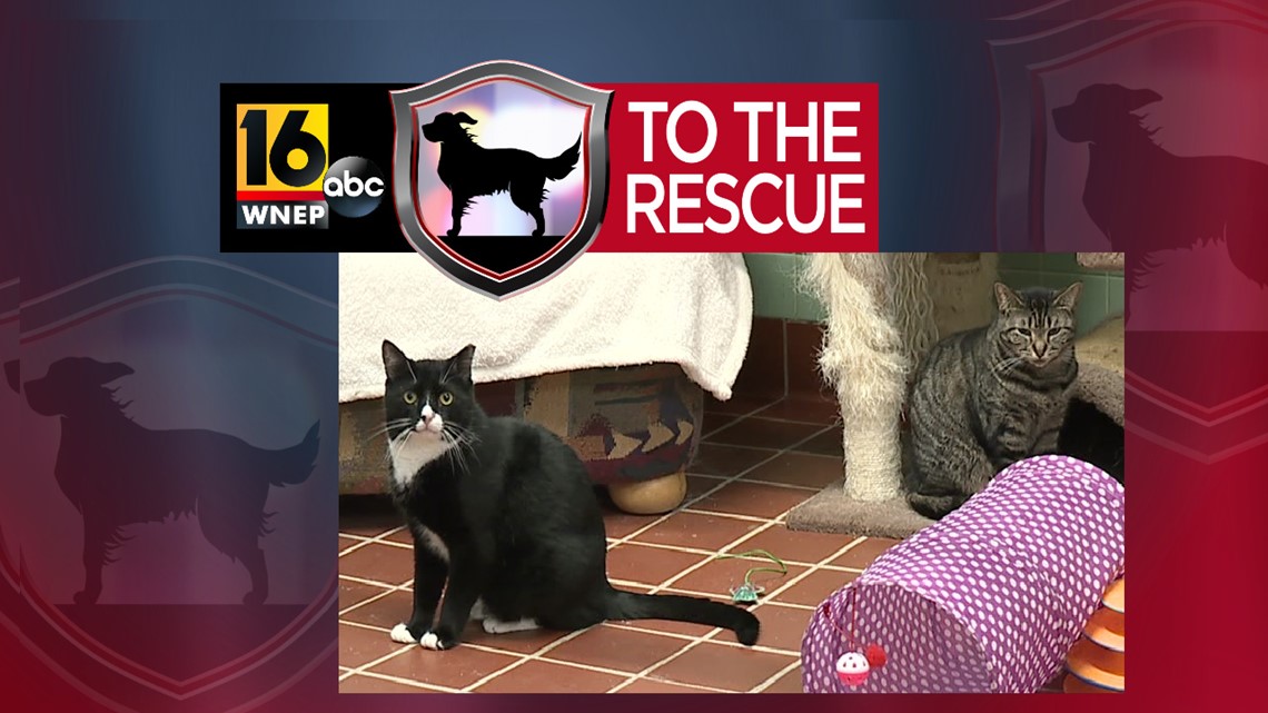 16 To The Rescue | Wnep.com